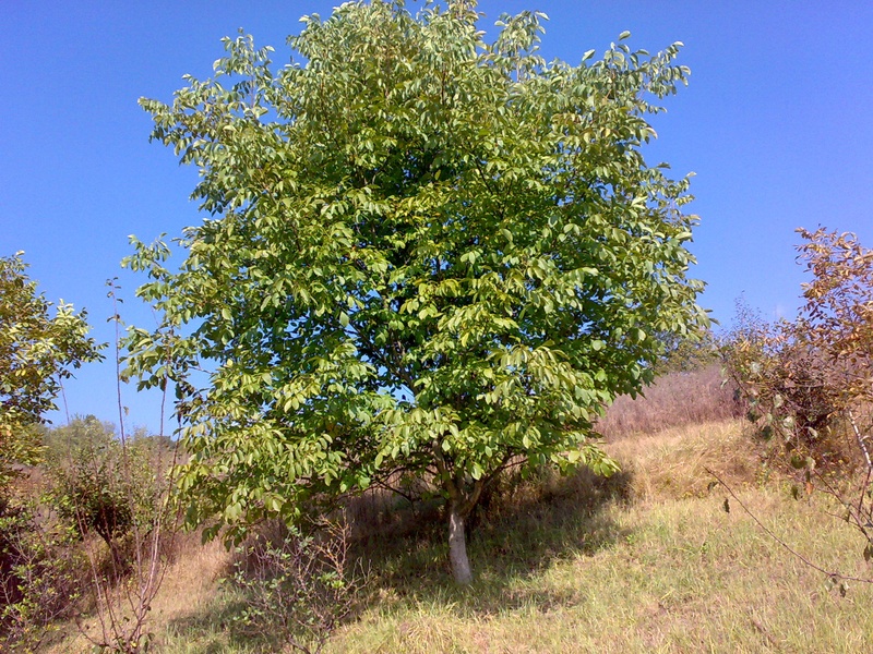 Подлоге за орах