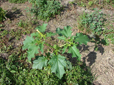 Datura stramonium L. као коров