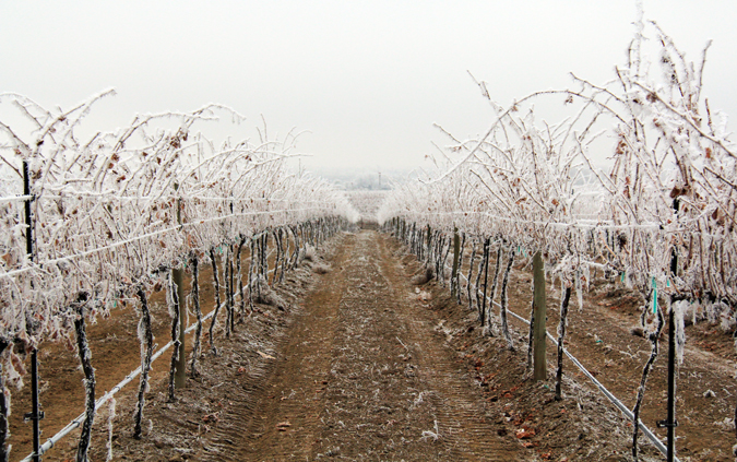 Zimsko đubrenje vinograda
