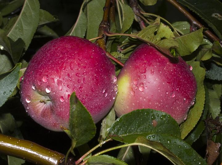 Uticaj bioloških činilaca na plodove jabuke