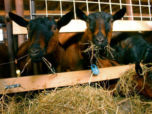 Техника и организација исхране коза