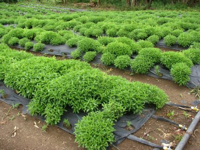 Umesto duvana - Stevia, slatka biljka s nula kalorija