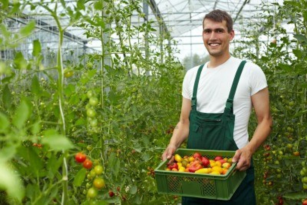 Cena izgradnje plastenika u Srbiji