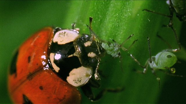 Insekti – biološka borba protiv napasti