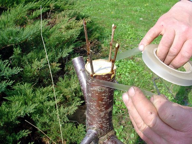 KALEMLjENjE VOĆAKA TOKOM I POSLE VEGETACIJE