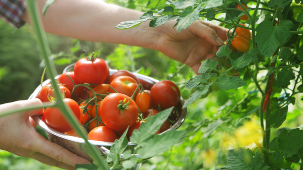 Organski sok od paradajza superiroan nad konvencionalnim