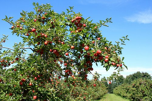 Zaštita jabuke u organskoj proizvodnji